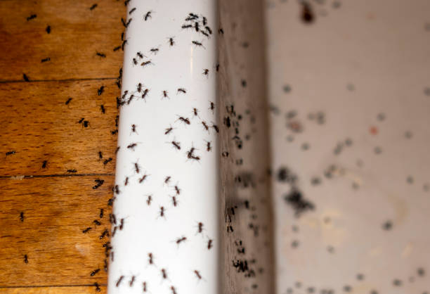 Best Ant Control Services  in South Miami Heights, FL