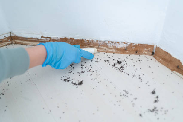 Reliable South Miami Heights, FL Pest Control Solutions